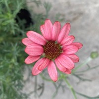 Родантемум hybrida Zagora Pink р9 Родантемум hybrida Zagora Pink р9