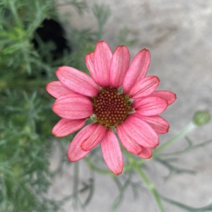 Родантемум hybrida Zagora Pink р9 Родантемум hybrida Zagora Pink р9