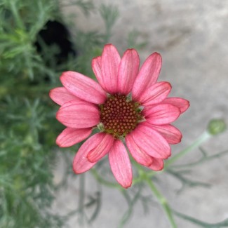 Родантемум hybrida Zagora Pink р9 Родантемум hybrida Zagora Pink р9