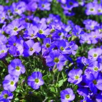 Обрієта Blauneise р9 Обрієта Blauneise р9