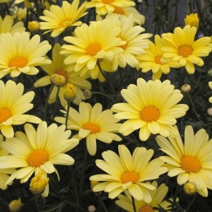 Родантемум hybrida Zagora Yellow р9 Родантемум hybrida Zagora Yellow р9