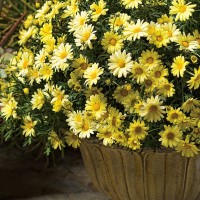 Родантемум hybrida Zagora Yellow р9 Родантемум hybrida Zagora Yellow р9