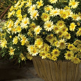 Родантемум hybrida Zagora Yellow р9