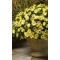 Родантемум hybrida Zagora Yellow р9