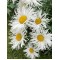 Ромашка Crazy Daisy p9