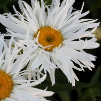 Ромашка Crazy Daisy p9 Ромашка Crazy Daisy p9