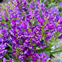 Пенстемон Rock Candy Pyrple р9 Пенстемон Rock Candy Pyrple р9