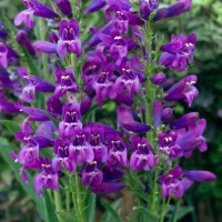 Пенстемон Rock Candy Pyrple р9 Пенстемон Rock Candy Pyrple р9
