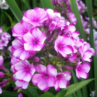 Флокс Boranovice p9 Флокс Boranovice p9