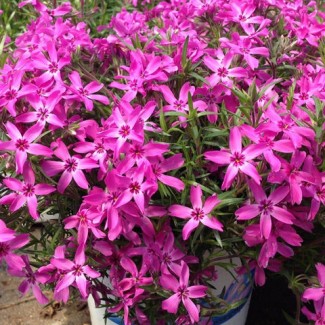 Флокс Crimson Beauty р9