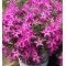 Флокс Crimson Beauty р9