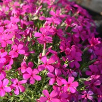 Флокс douglasii Cracker jack Bright p9 Флокс douglasii Cracker jack Bright p9