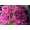 Флокс douglasii Cracker jack Bright p9 