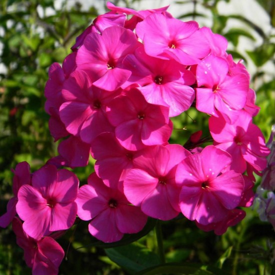 Флокс douglasii Cracker jack Bright p9 Флокс douglasii Cracker jack Bright p9