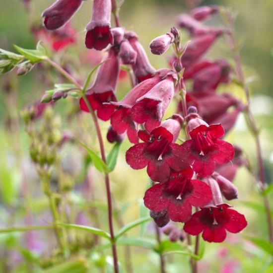 Пенстемон Rock Candy Ruby р9 Пенстемон Rock Candy Ruby р9