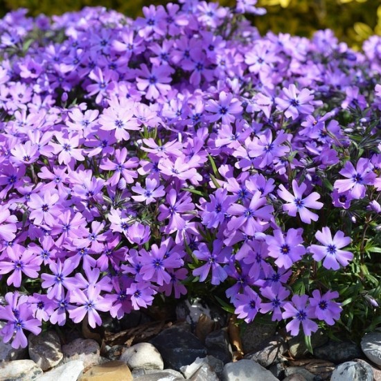 Флокс douglasii Cracker jack violet p9 Флокс douglasii Cracker jack violet p9