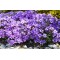 Флокс douglasii Cracker jack violet p9