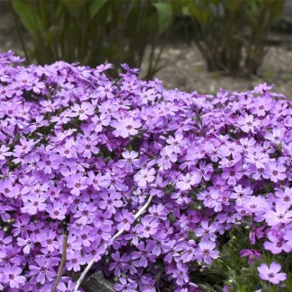 Флокс douglasii Cracker jack violet p9 Флокс douglasii Cracker jack violet p9