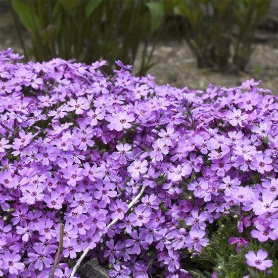 Флокс douglasii Cracker jack violet p9 Флокс douglasii Cracker jack violet p9