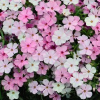Флокс douglasii Eva p9 Флокс douglasii Eva p9
