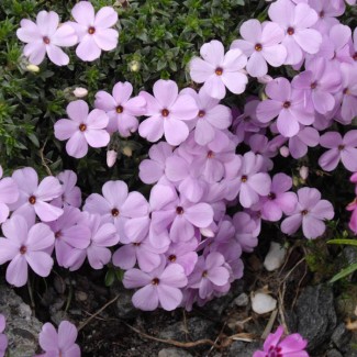 Флокс douglasii Eva p9 Флокс douglasii Eva p9