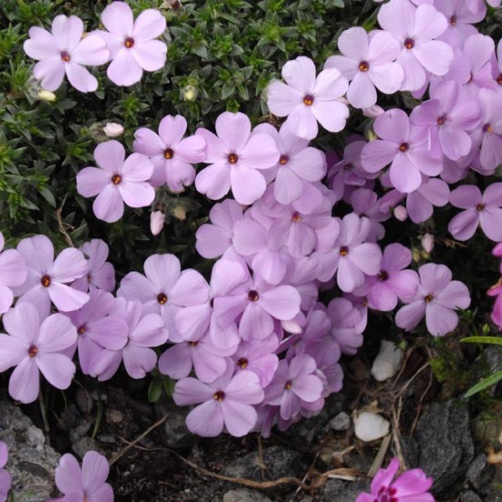 Флокс douglasii Eva p9 Флокс douglasii Eva p9