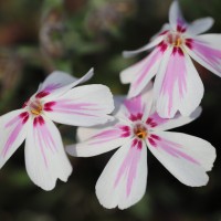 Флокс Kimono Pink White р9 Флокс Kimono Pink White р9