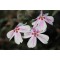 Флокс Kimono Pink White р9