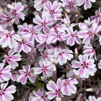 Флокс Kimono Pink White р9 Флокс Kimono Pink White р9