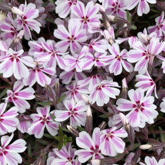 Флокс Kimono Pink White р9 Флокс Kimono Pink White р9
