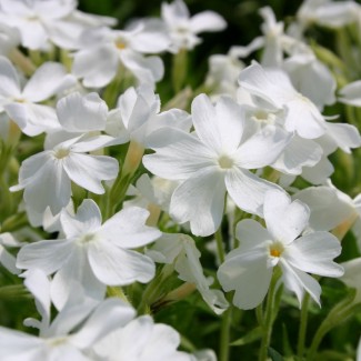 Флокс sabulata Fabulos White Light Rose р9