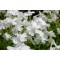 Флокс sabulata Fabulos White Light Rose р9