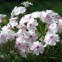Флокс sabulata Fabulos White Light Rose р9 Флокс sabulata Fabulos White Light Rose р9