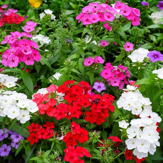 Флокс Subulata мікс p9 Флокс Subulata мікс p9