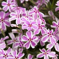 Флокс шиловидний Candy Striper р9 Флокс шиловидний Candy Striper р9