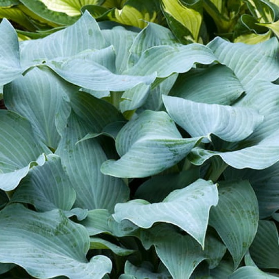 Хоста Fragrant Blue