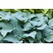 Хоста Fragrant Blue