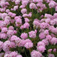 Армерія maritama Rosea р9 Армерія maritama Rosea р9