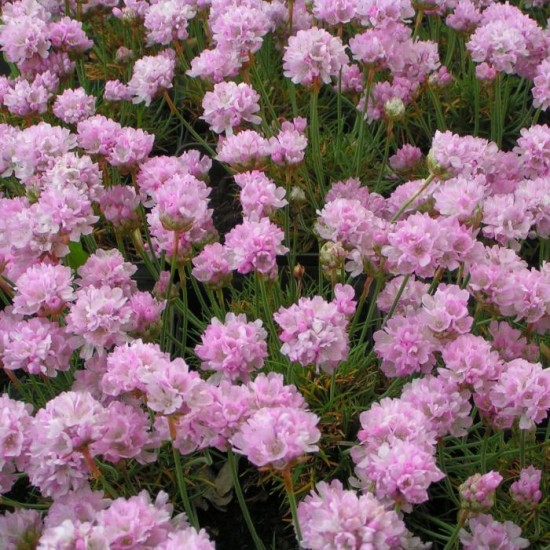 Армерія maritama Rosea р9 Армерія maritama Rosea р9