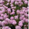 Армерія maritama Rosea р9