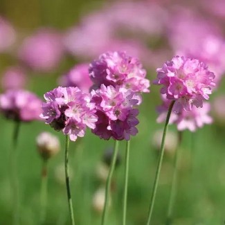 Армерія maritama Rosea р9 Армерія maritama Rosea р9