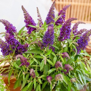 Будлея Little Purple р9 Будлея Little Purple р9