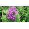 Вероніка колосиста Purple Explosion р9