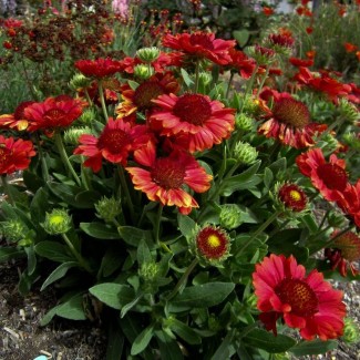 Гайлардія Guapa Red р9 Гайлардія Guapa Red р9