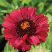 Гайлардія Mesa Red р9 Гайлардія Mesa Red р9