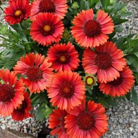 Гайлардія Mesa Red р9 Гайлардія Mesa Red р9