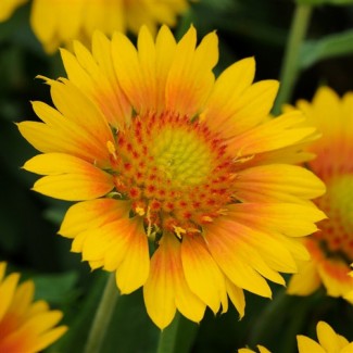 Гайлардія Spintop Orange Halo Imp. р9
