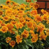 Гайлардія Spintop Orange Halo Imp. р9 Гайлардія Spintop Orange Halo Imp. р9