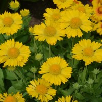 Гайлардія Spintop Yellow Touch р9