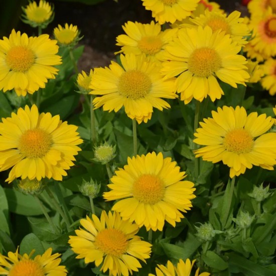 Гайлардія Spintop Yellow Touch р9